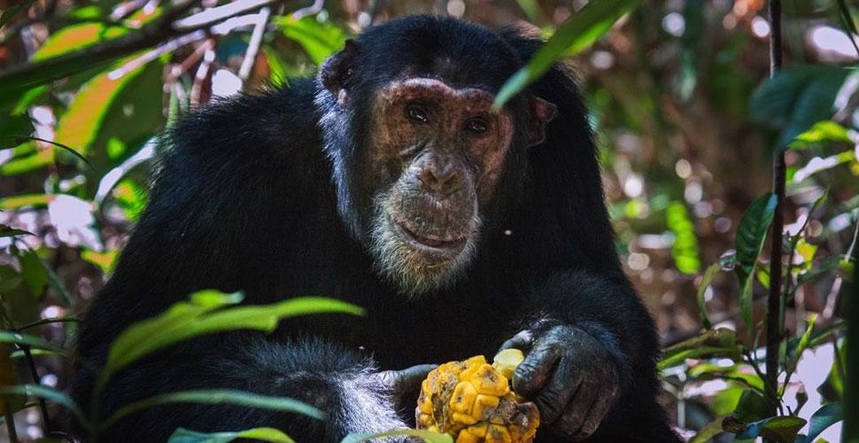 Chimpanzee in the Greater Mahale Ecosystem