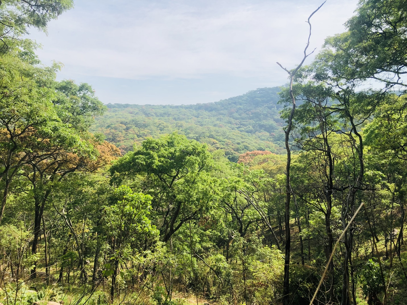Forest landscape in the Greater Mahale Ecosystem