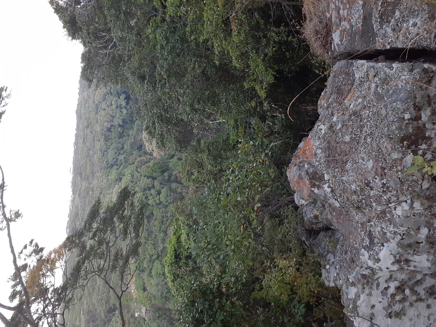 Cliffside vegetation and forest view
