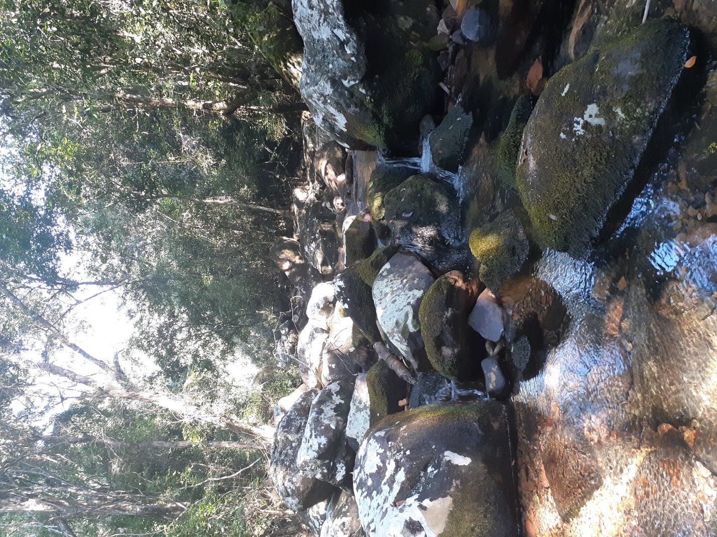 Rocky stream flowing through forest